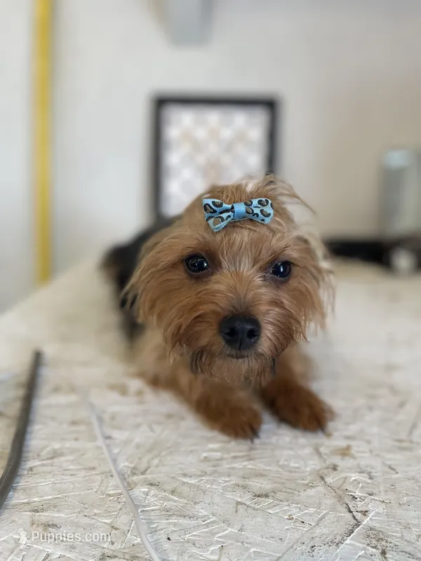 Holly – Yorkshire Terrier puppy for sale in Fairfield, IL