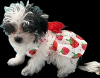 Miss Clover, a female Morkie for sale in Fairfield, IL – 3 of 9