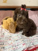Cherry, a female Poodle - Miniature  for sale in Fairfield, IL – 4 of 4