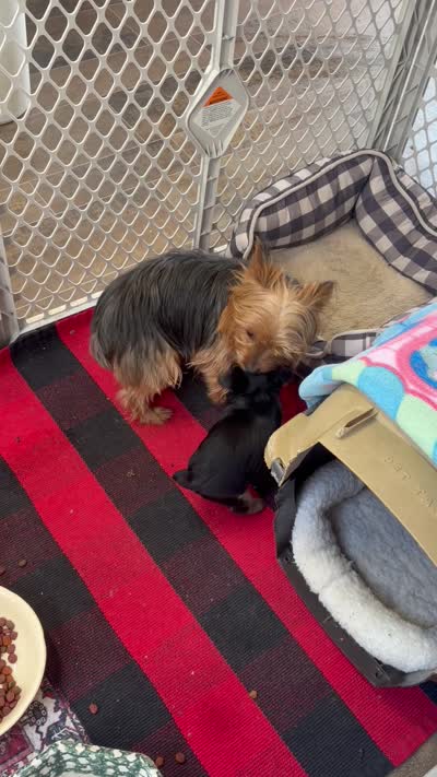 Holly , a female Yorkshire Terrier for sale in Fairfield, IL – 4 of 4