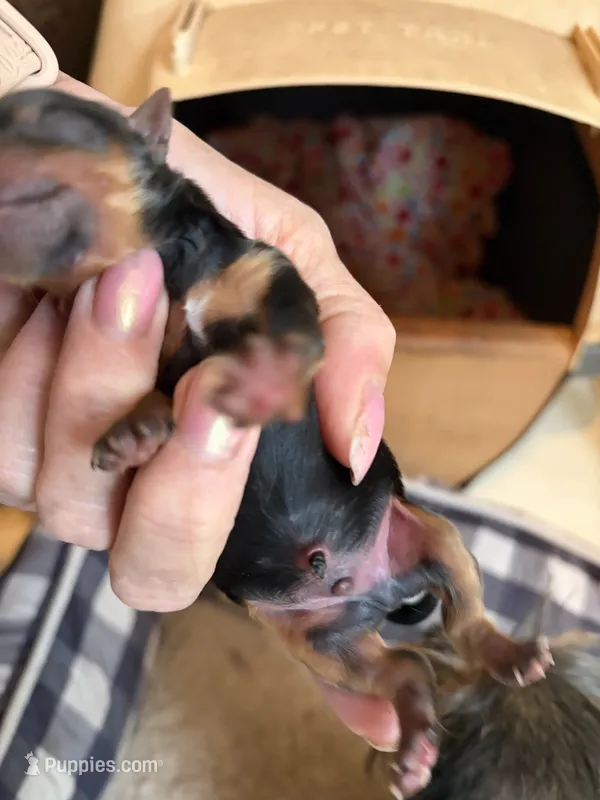 Lil boy  – Yorkshire Terrier puppy for sale in Fairfield, IL