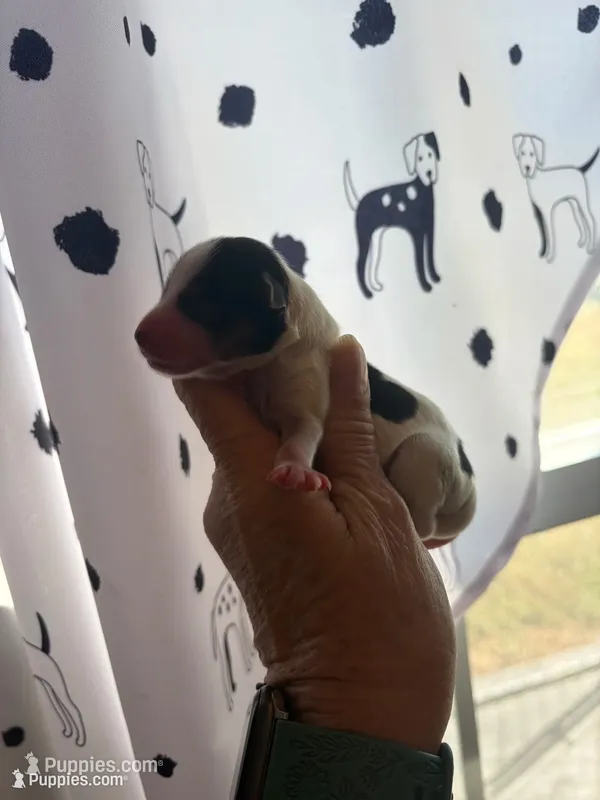 No name yet  – Yorkshire Terrier puppy for sale in Fairfield, IL