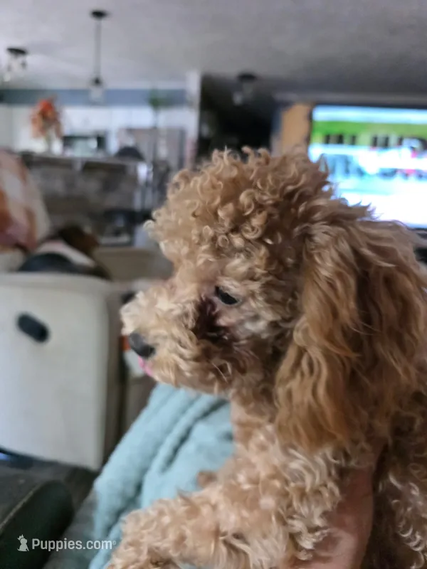 Levi – Poodle - Toy  puppy for sale in Fairfield, IL