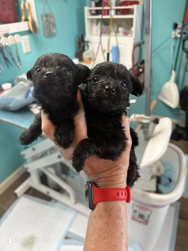 Clover – Yorkipoo puppy for sale in Fairfield, IL