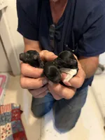 Tiny lady , a female Yorkipoo for sale in Fairfield, IL – 3 of 3