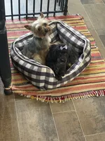 Parti Boy, a male Yorkipoo for sale in Fairfield, IL – 2 of 2
