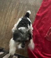 Jack-Jack, a male Yorkshire Terrier for sale in Fairfield, IL – 6 of 8