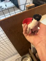 No name yet , a female Yorkshire Terrier for sale in Fairfield, IL – 1 of 2