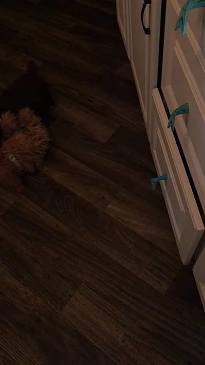 Levi, a male Poodle - Toy  for sale in Fairfield, IL – 3 of 5