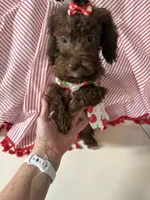 Cherry, a female Poodle - Miniature  for sale in Fairfield, IL – 2 of 4