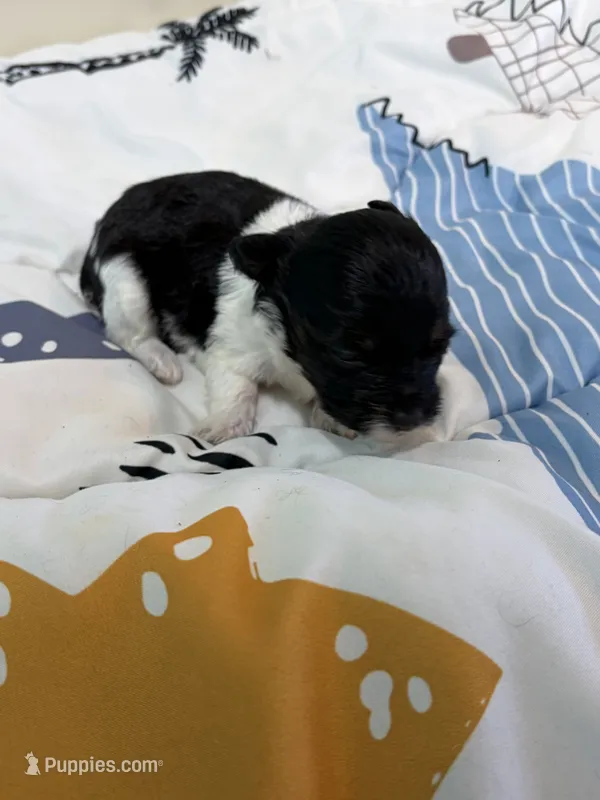 Chewy  – Yorkipoo puppy for sale in Fairfield, IL