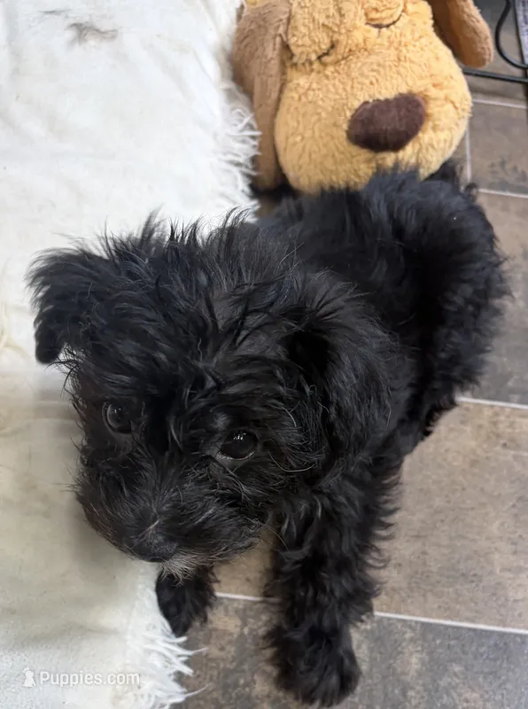 Finn – Morkie puppy for sale in Fairfield, IL
