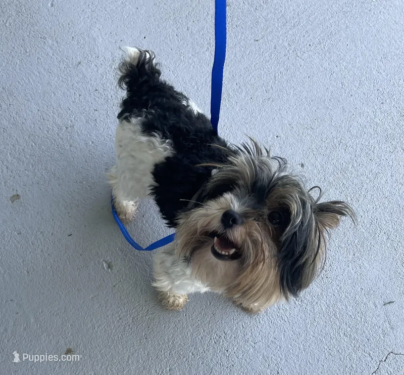 Jack-Jack – Yorkshire Terrier puppy for sale in Fairfield, IL