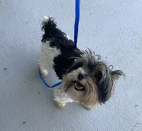 Jack-Jack, a male Yorkshire Terrier for sale in Fairfield, IL – Photo 1 of 3