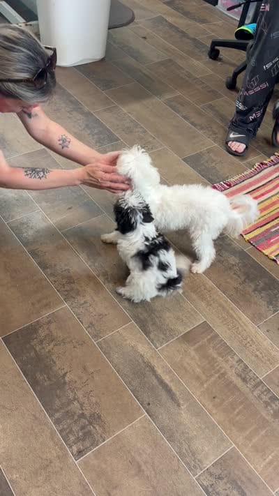 Indy Blu, a female Maltese for sale in Fairfield, IL – 4 of 4