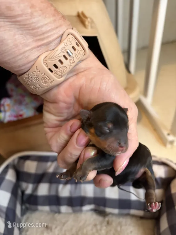 Lil Girl – Yorkshire Terrier puppy for sale in Fairfield, IL