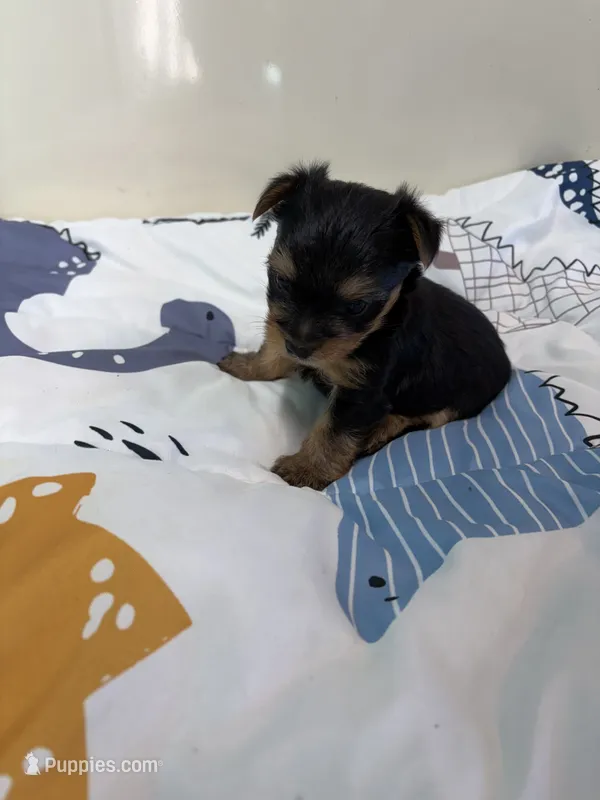 Ivy – Yorkshire Terrier puppy for sale in Fairfield, IL