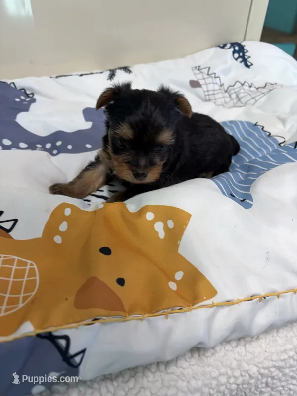 Augie  – Yorkshire Terrier puppy for sale in Fairfield, IL