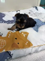 Augie , a male Yorkshire Terrier for sale in Fairfield, IL – 1 of 6