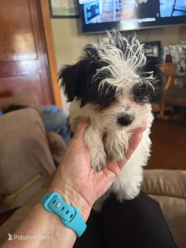 Miss Clover – Morkie puppy for sale in Fairfield, IL