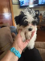 Miss Clover, a female Morkie for sale in Fairfield, IL – 2 of 9