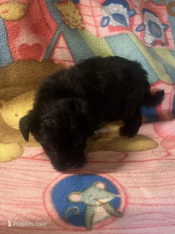 Finn – Morkie puppy for sale in Fairfield, IL