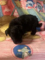 Finn, a male Morkie for sale in Fairfield, IL – 1 of 4