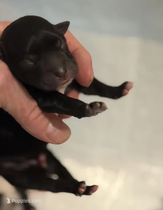 Finn – Morkie puppy on hold in Fairfield, IL