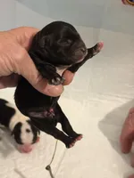 Finn, a male Morkie for sale in Fairfield, IL – Photo 2 of 2