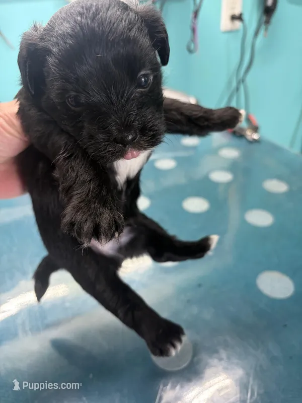 Finn – Morkie puppy for sale in Fairfield, IL