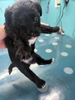 Finn, a male Morkie for sale in Fairfield, IL – Photo 1 of 3