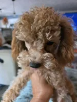 Levi, a male Poodle - Toy  for sale in Fairfield, IL – 5 of 5