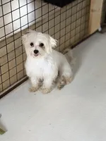 Indy Blu, a female Maltese for sale in Fairfield, IL – 3 of 4