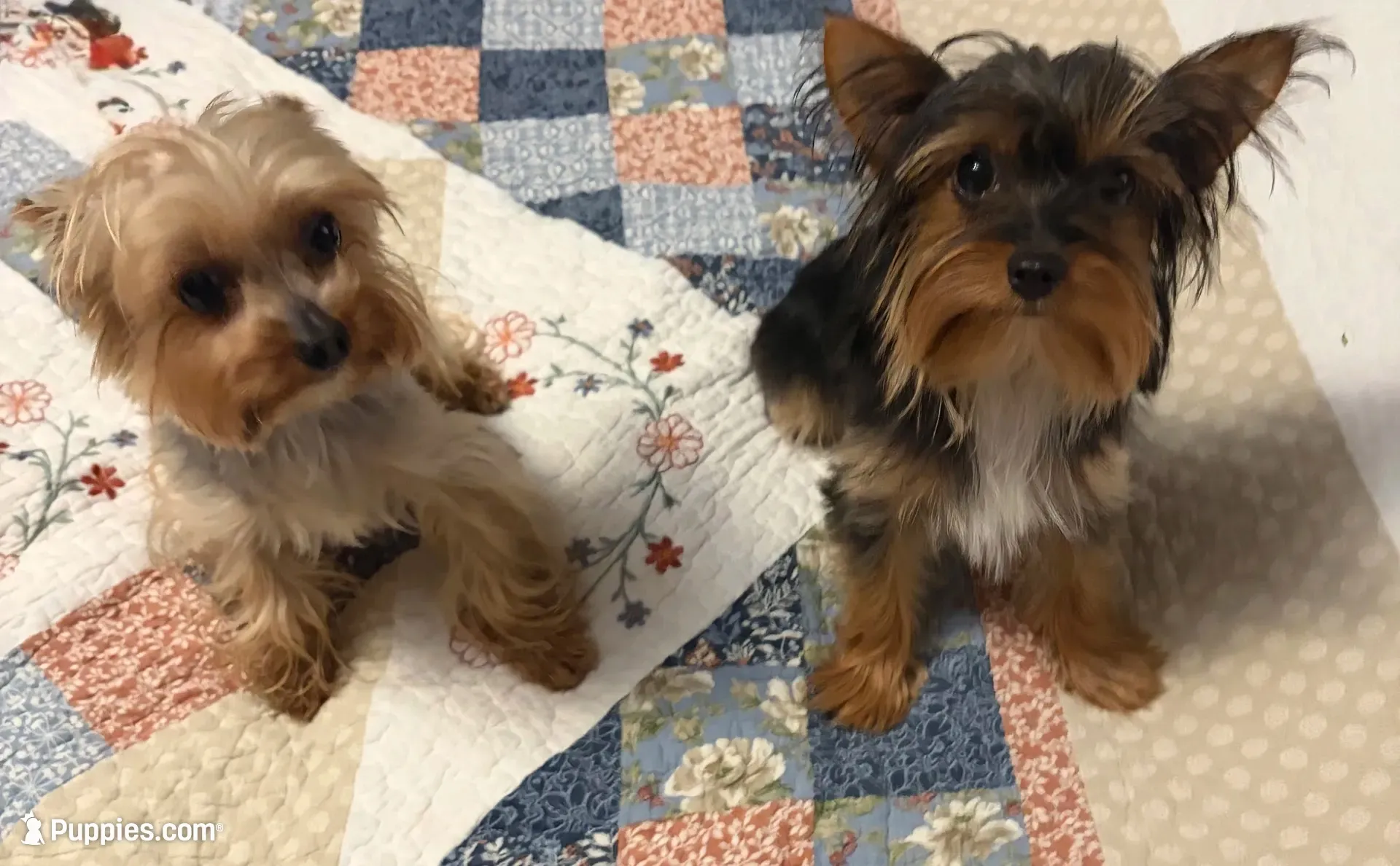 Ivy, a female Yorkshire Terrier for sale in Fairfield, IL – 5 of 5