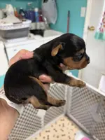 Boys, a male Yorkshire Terrier for sale in Fairfield, IL – Photo 2 of 2