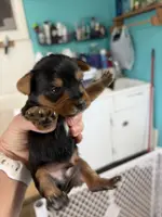 Boys, a male Yorkshire Terrier for sale in Fairfield, IL – Photo 1 of 2