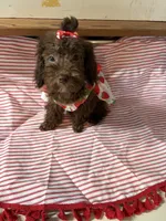 Cherry, a female Poodle - Miniature  for sale in Fairfield, IL – 3 of 4