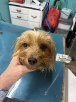 Holly , a female Yorkshire Terrier for sale in Fairfield, IL – 3 of 4