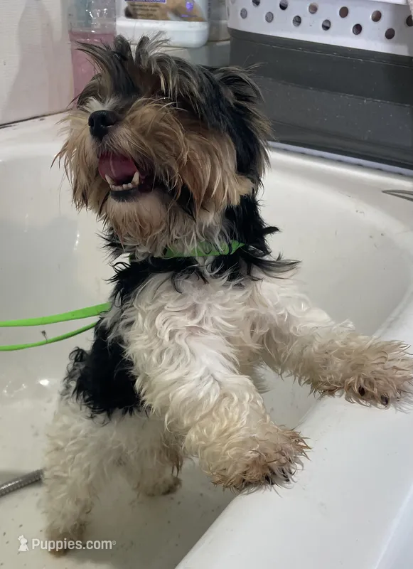Jack-Jack – Yorkshire Terrier puppy for sale in Fairfield, IL