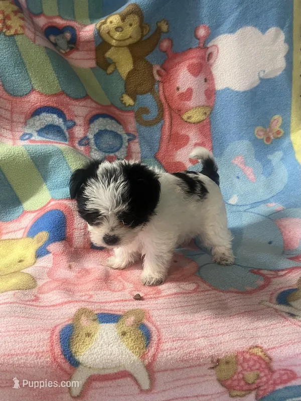 Miss Clover – Morkie puppy for sale in Fairfield, IL