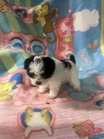 Miss Clover, a female Morkie for sale in Fairfield, IL – 1 of 5