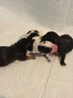 Clover, a female Morkie for sale in Fairfield, IL – Photo 2 of 2