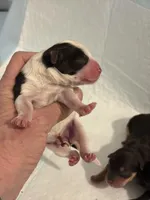 Clover, a female Morkie for sale in Fairfield, IL – Photo 1 of 2