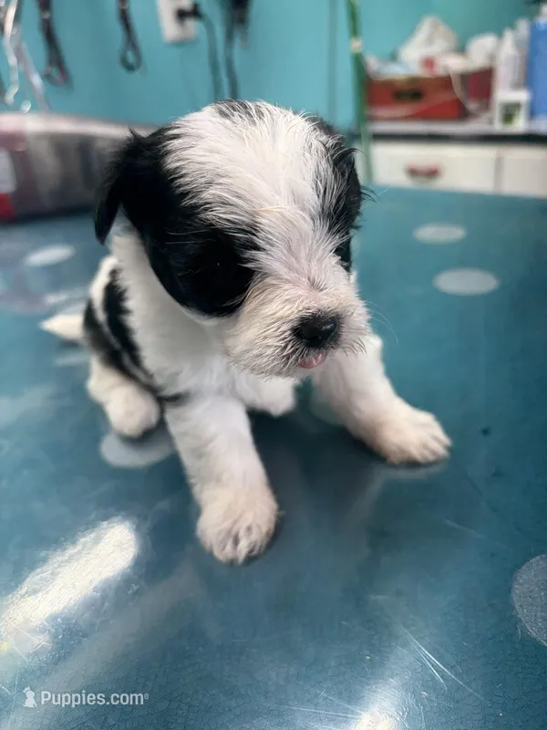 Clover – Morkie puppy for sale in Fairfield, IL