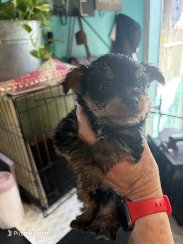 Ivy – Yorkshire Terrier puppy for sale in Fairfield, IL