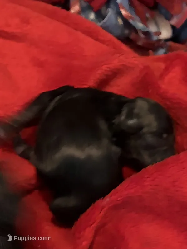 Lil girl – Yorkipoo puppy for sale in Fairfield, IL