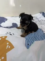 Augie , a male Yorkshire Terrier for sale in Fairfield, IL – 2 of 6