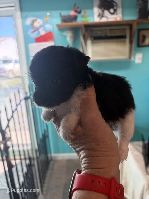 Chewy  – Yorkipoo puppy for sale in Fairfield, IL