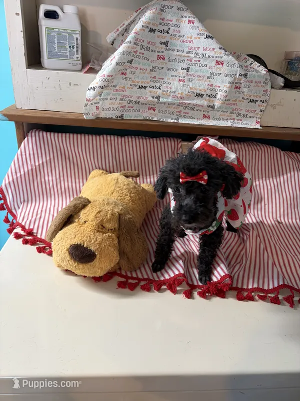 Piper – Poodle - Miniature  puppy for sale in Fairfield, IL