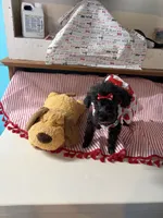 Piper, a female Poodle - Miniature  for sale in Fairfield, IL – 1 of 3